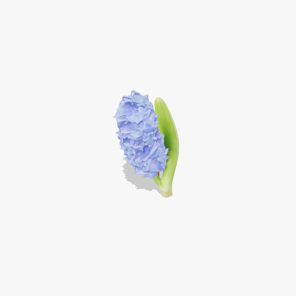 Hyacinth Flower Realistic Model Pack